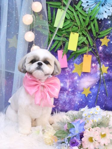 20250706みたらしちゃん